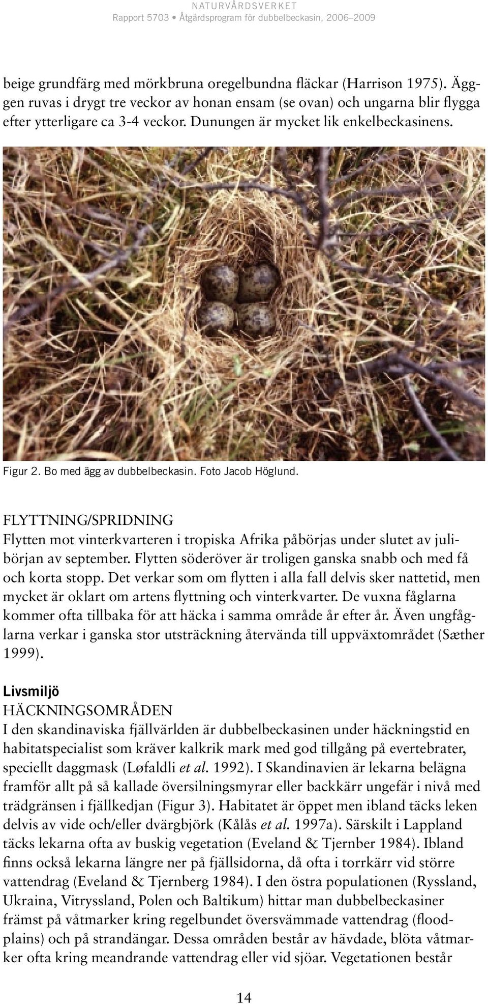 Flyttning/Spridning Flytten mot vinterkvarteren i tropiska Afrika påbörjas under slutet av julibörjan av september. Flytten söderöver är troligen ganska snabb och med få och korta stopp.