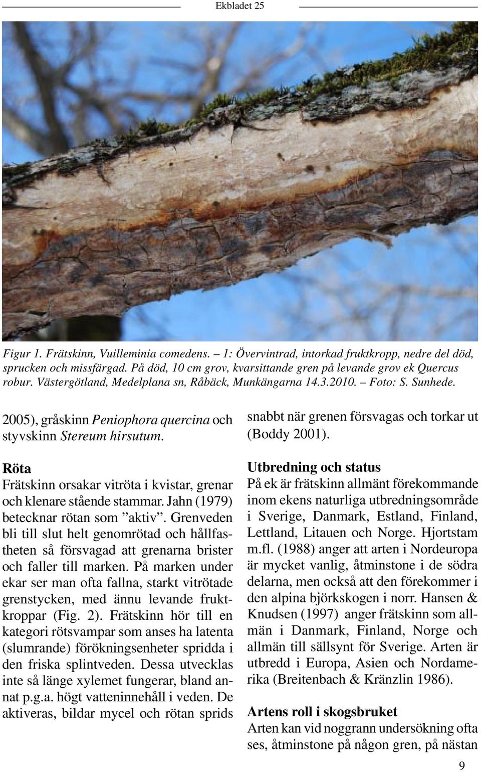Röta Frätskinn orsakar vitröta i kvistar, grenar och klenare stående stammar. Jahn (1979) betecknar rötan som aktiv.