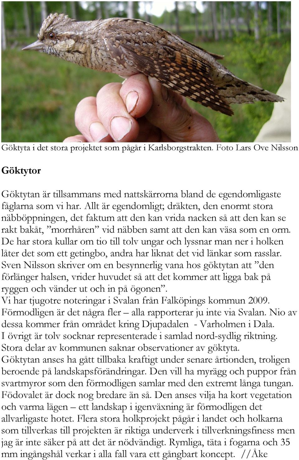 De har stora kullar om tio till tolv ungar och lyssnar man ner i holken låter det som ett getingbo, andra har liknat det vid länkar som rasslar.
