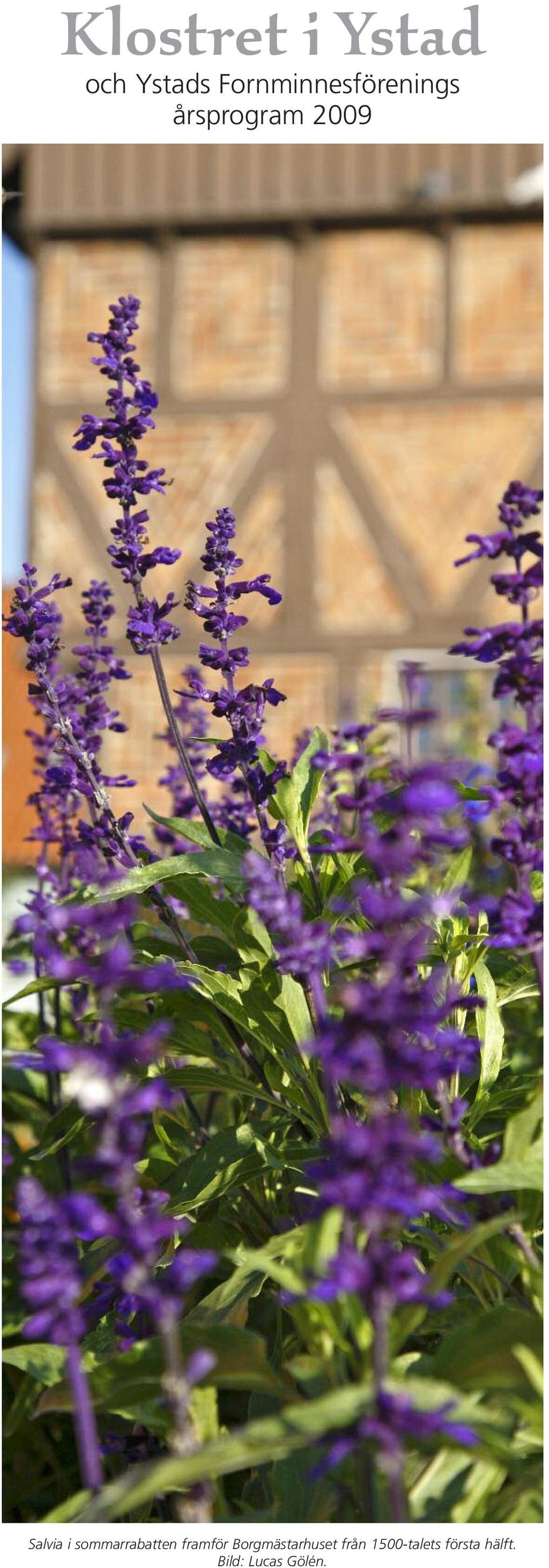 Salvia i sommarrabatten framför