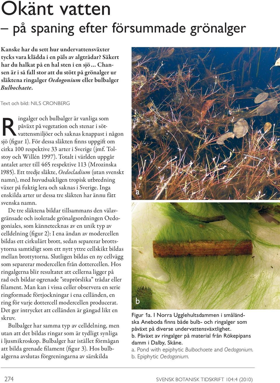 Text och bild: NILS CRONBERG R ingalger och bulbalger är vanliga som påväxt på vegetation och stenar i söt vattensmiljöer och saknas knappast i någon sjö (figur 1).