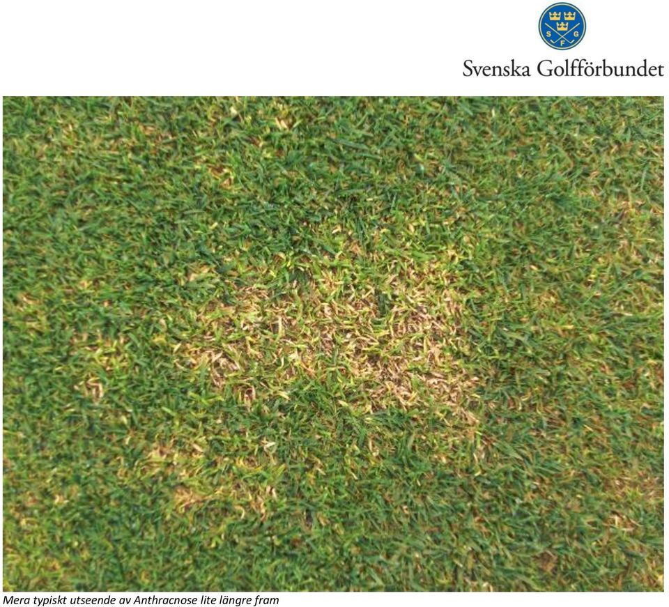 Anthracnose