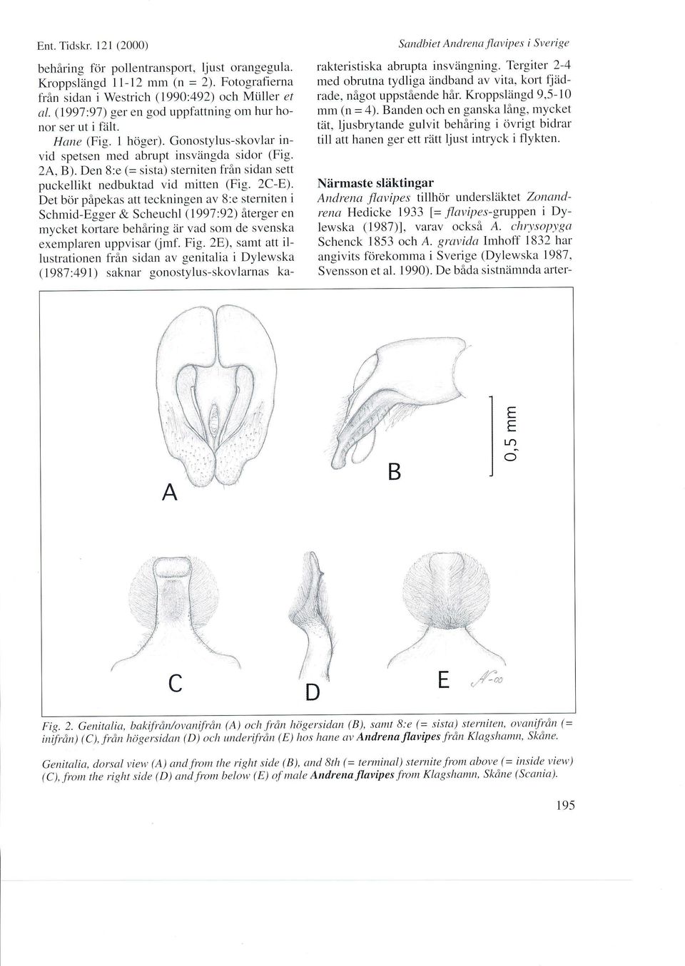 Den 8:e (= sista) sterniten från sidan sett puckellikt nedbuktad vid mitten (Fig. 2C-E).