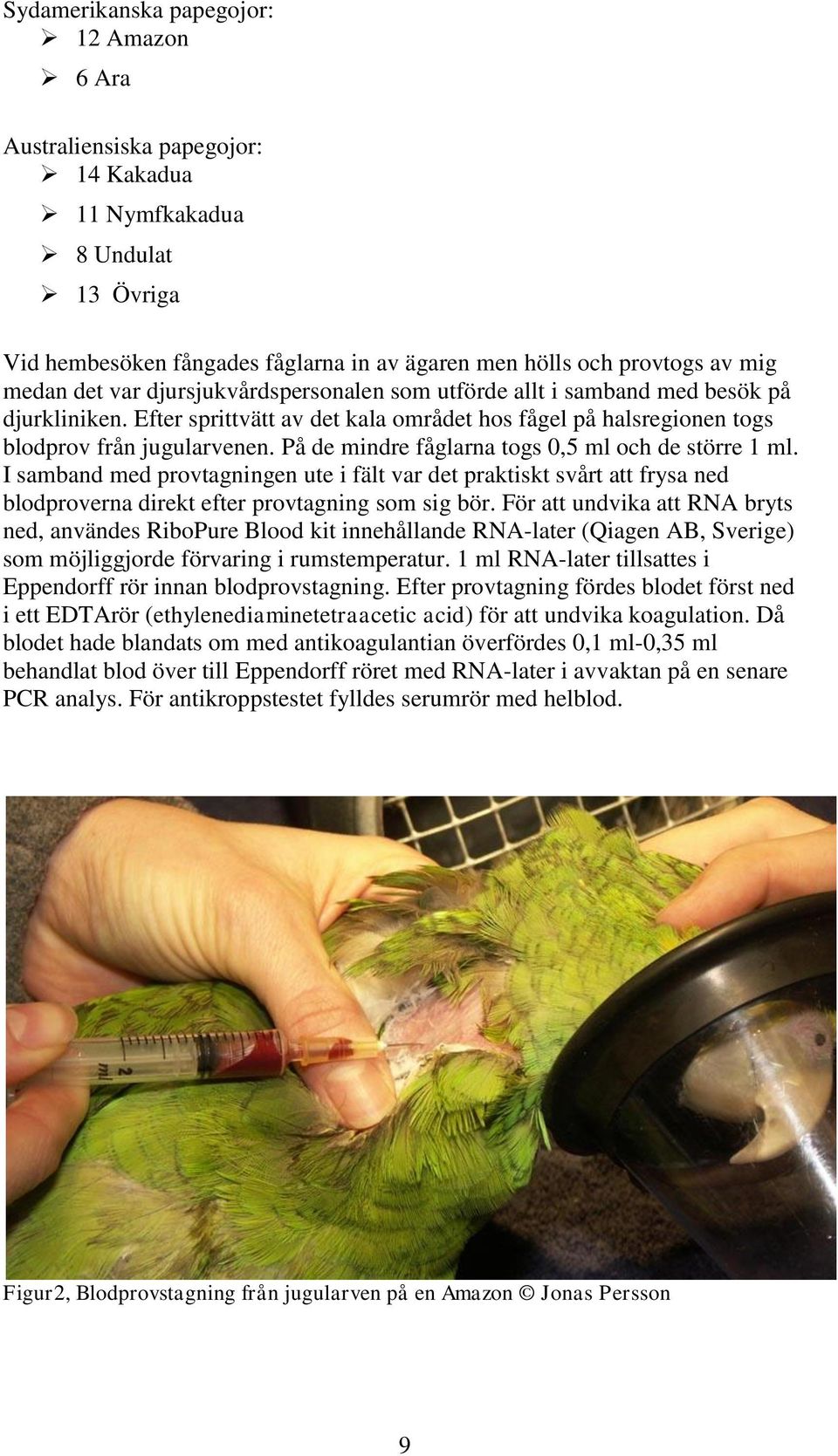 På de mindre fåglarna togs 0,5 ml och de större 1 ml. I samband med provtagningen ute i fält var det praktiskt svårt att frysa ned blodproverna direkt efter provtagning som sig bör.