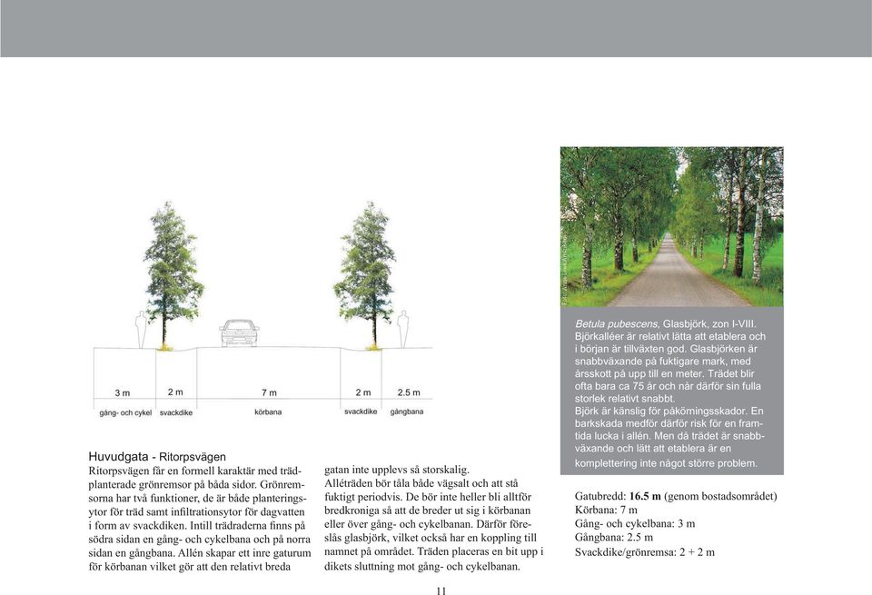 Intill trädraderna finns på södra sidan en gång- och cykelbana och på norra sidan en gångbana.