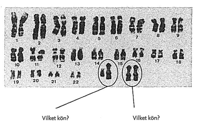 Bas: Lär om arvet, celler och kromosomerna Fokus sidorna 268 271, Grundboken sidorna 319-320 och 324 respektive en flicka? 1.