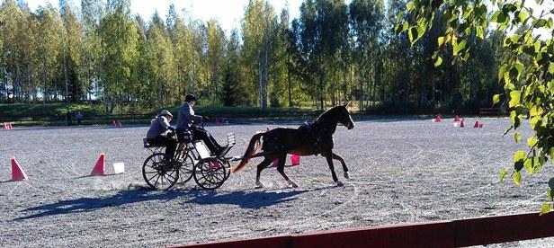 Nationell medelsvår dressyr vanns av ytterligare en hemmakusk - Barbro Holm - med ridponnyn Dinky Toy, som vi ser här i full fart i precisionen.