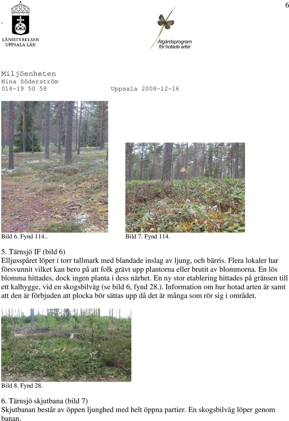 En ny stor etablering hittades på gränsen till ett kalhygge, vid en skogsbilväg (se bild 6, fynd 28.).
