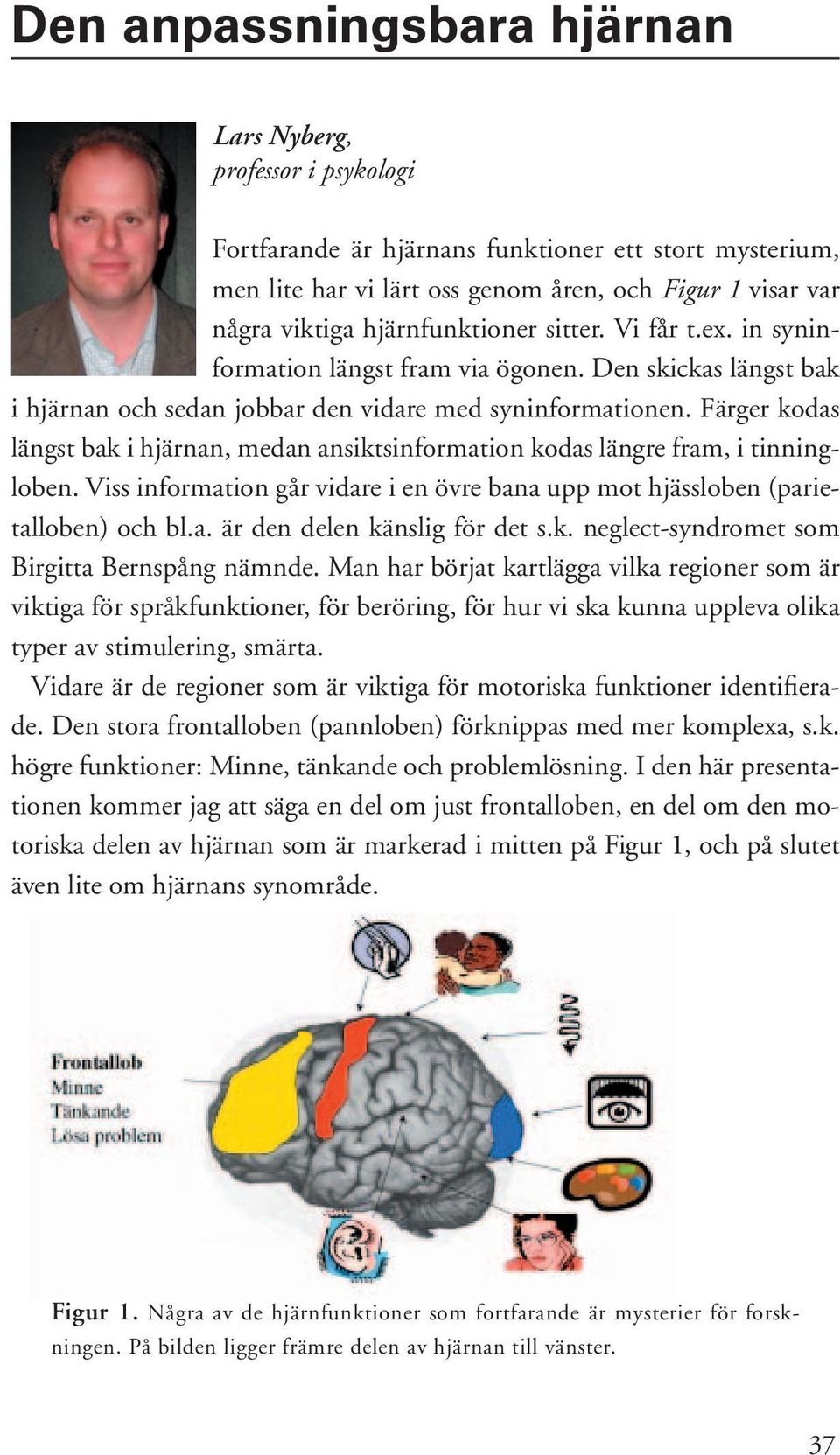 Färger kodas längst bak i hjärnan, medan ansiktsinformation kodas längre fram, i tinningloben. Viss information går vidare i en övre bana upp mot hjässloben (parietalloben) och bl.a. är den delen känslig för det s.