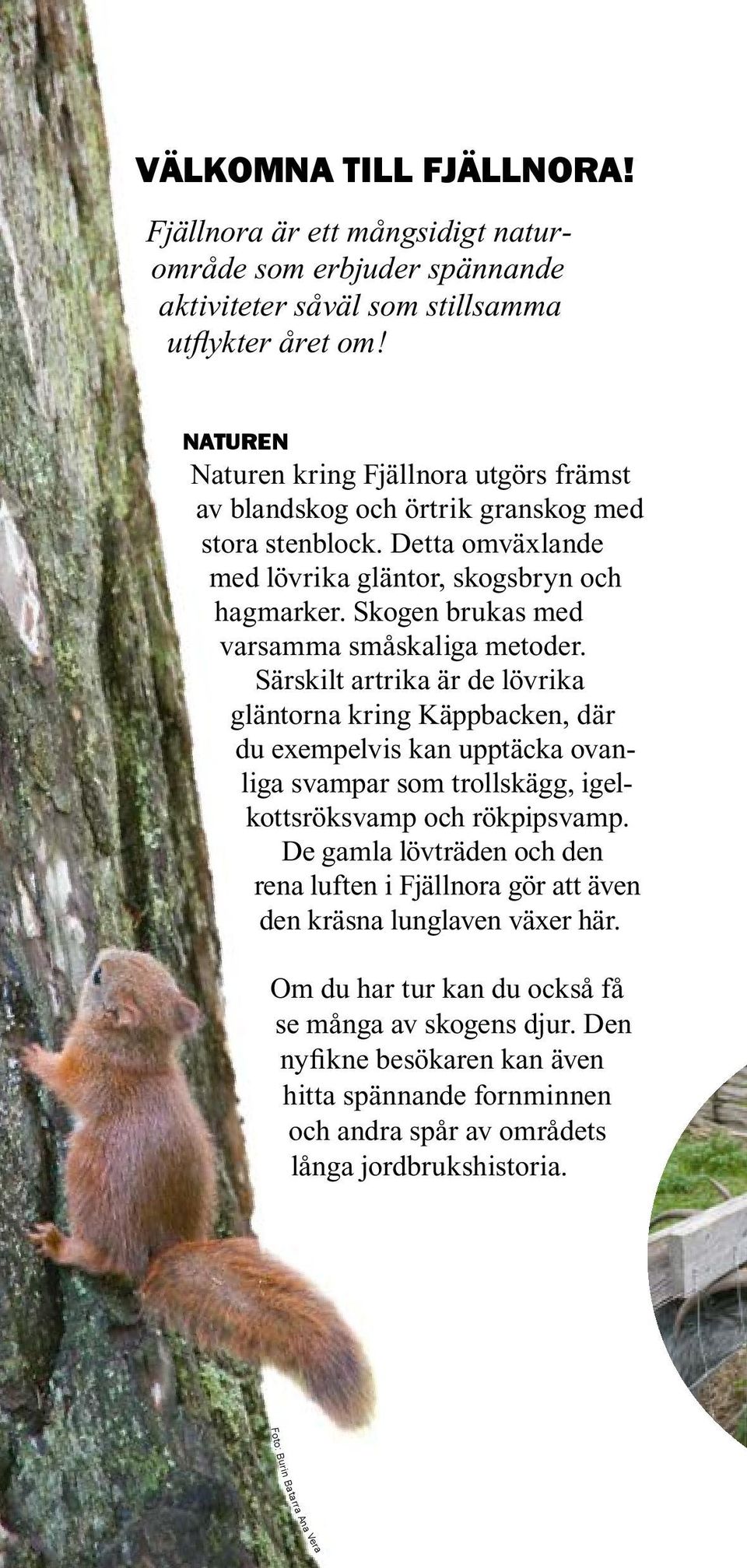 Skogen brukas med varsamma småskaliga metoder.