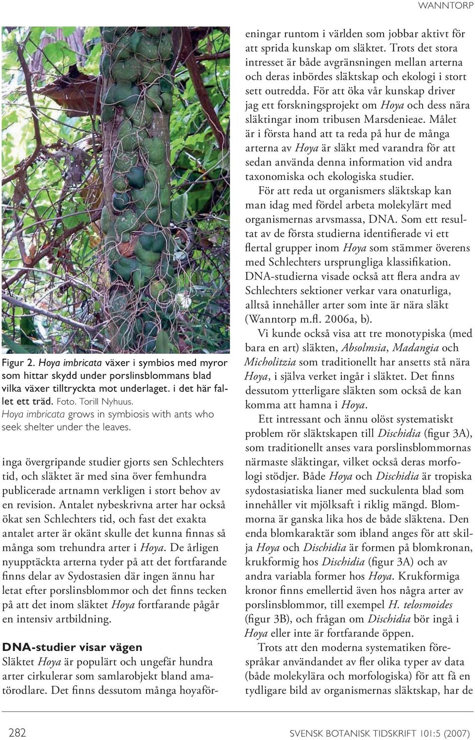 inga övergripande studier gjorts sen Schlechters tid, och släktet är med sina över femhundra publicerade artnamn verkligen i stort behov av en revision.