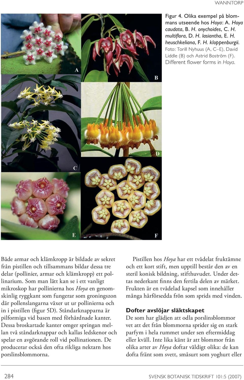 Både armar och klämkropp är bildade av sekret från pistillen och tillsammans bildar dessa tre delar (pollinier, armar och klämkropp) ett pollinarium.
