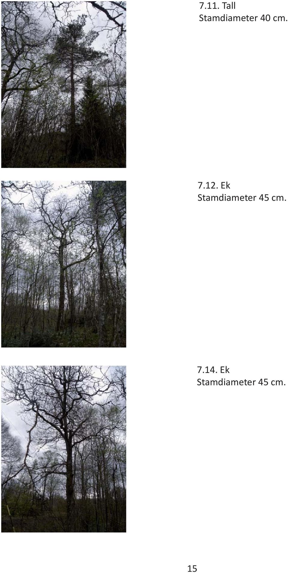 12. Ek Stamdiameter 45