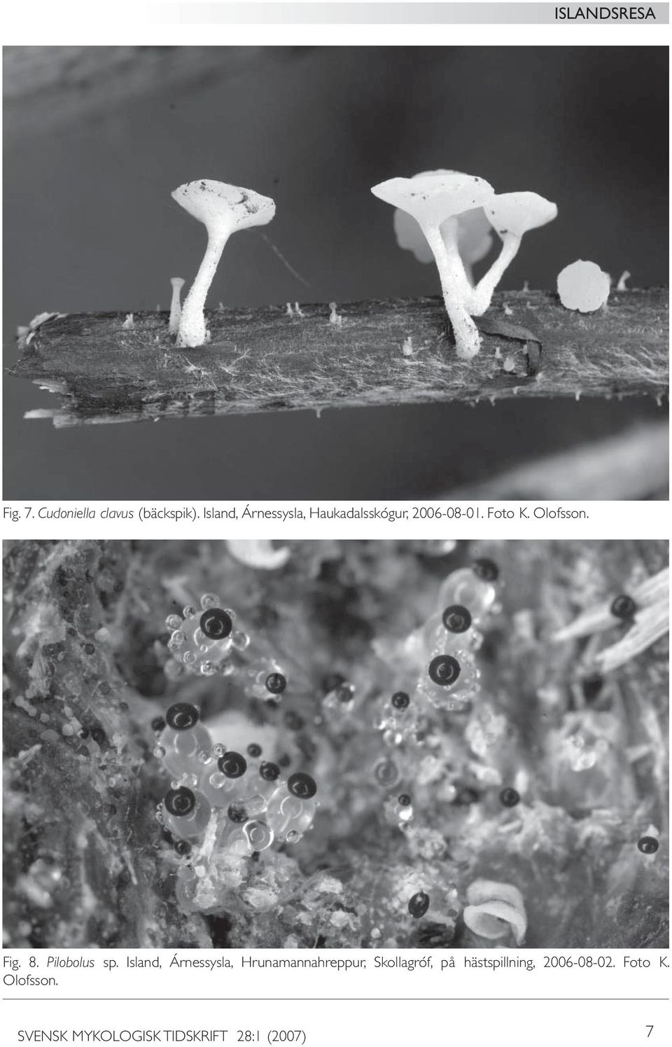 Fig. 8. Pilobolus sp.