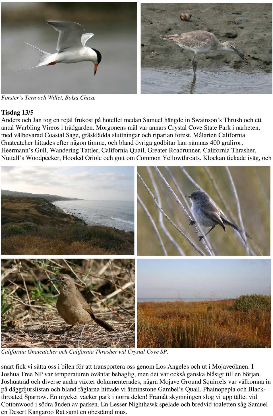 Målarten California Gnatcatcher hittades efter någon timme, och bland övriga godbitar kan nämnas 400 gråliror, Heermann s Gull, Wandering Tattler, California Quail, Greater Roadrunner, California