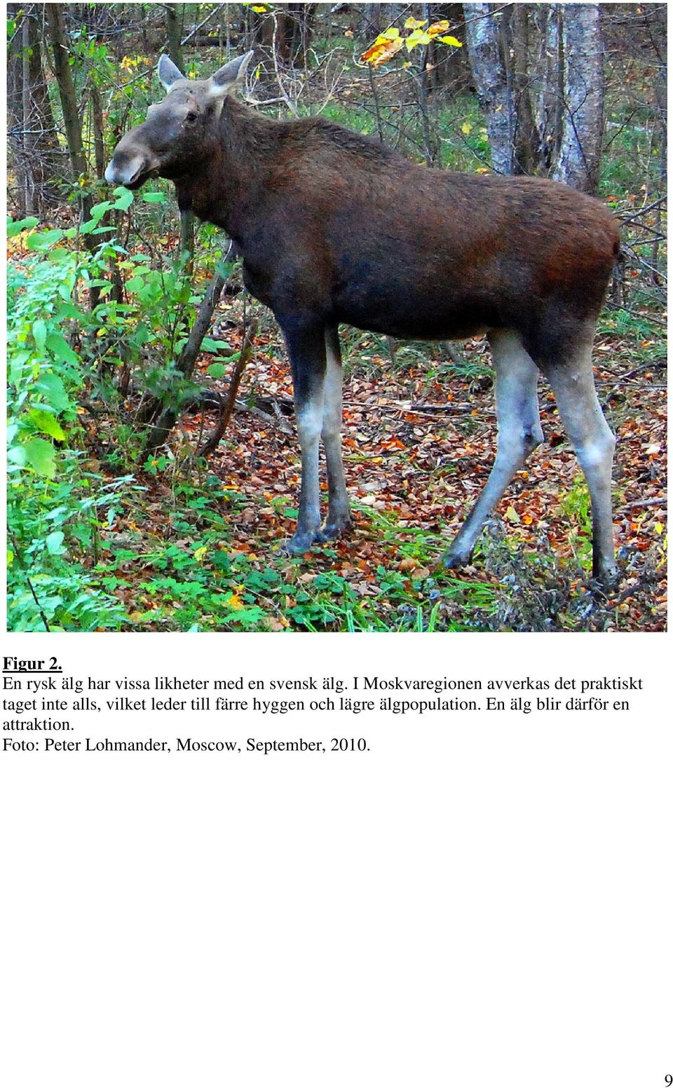 leder till färre hyggen och lägre älgpopulation.