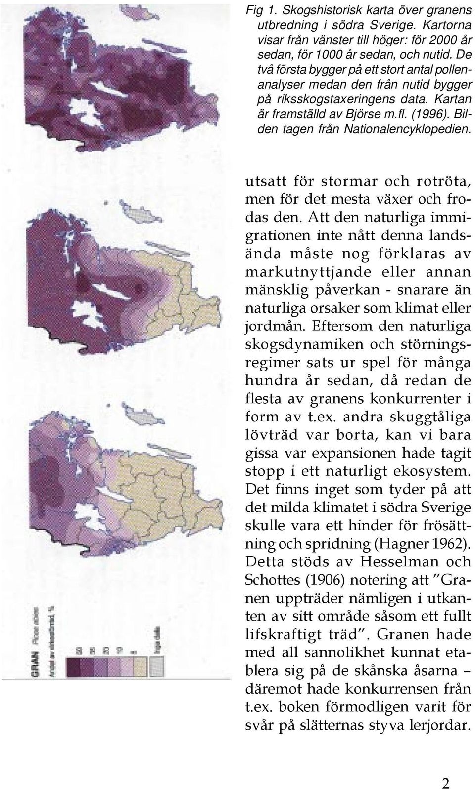 utsatt för stormar och rotröta, men för det mesta växer och frodas den.