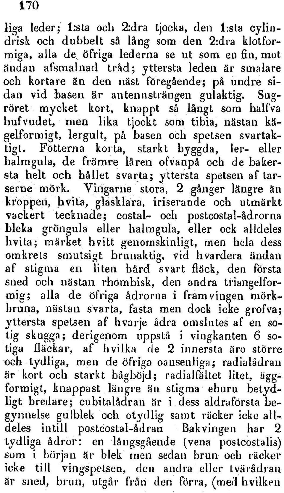 Sugraret mycket kort, knappt sa lalngt som hali'va hufvudet, men lika tjockt so'r tibia, ndstan kaigelforrnigt, lergult, pa basen och spetsen svartaktigt.