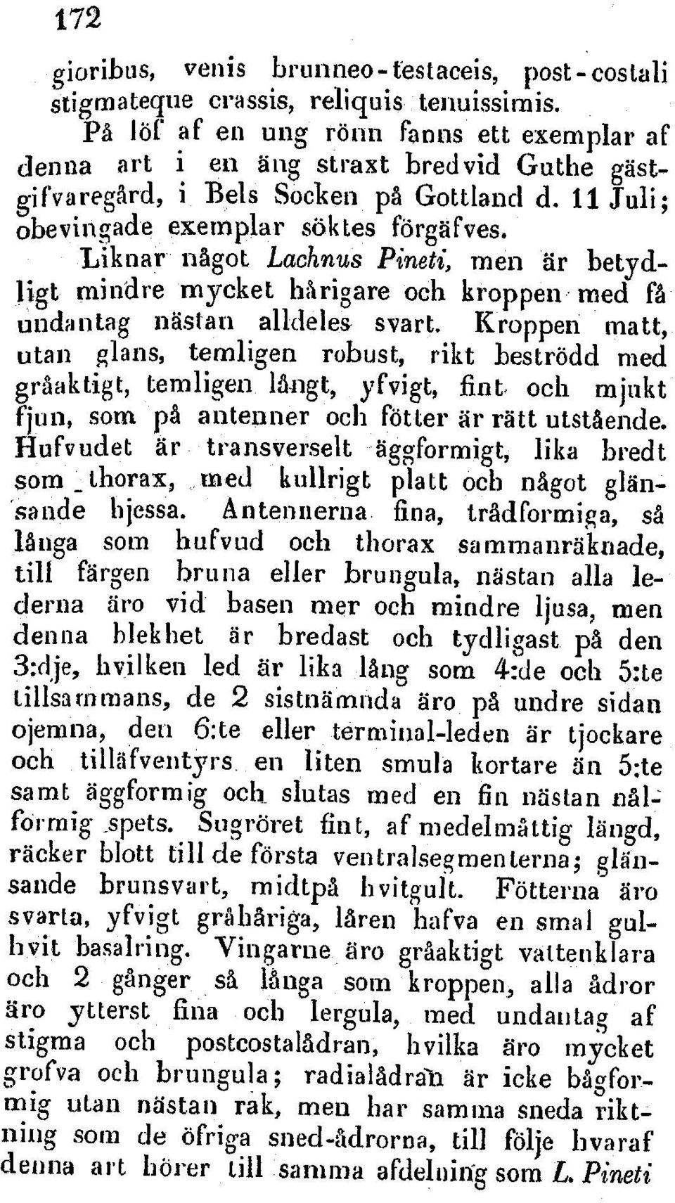 Liknar nagot Lachnus Pineti, men Ur betydligt mindre mycket harigyare och kroppen med fa undantag nastat, alldeles svart.
