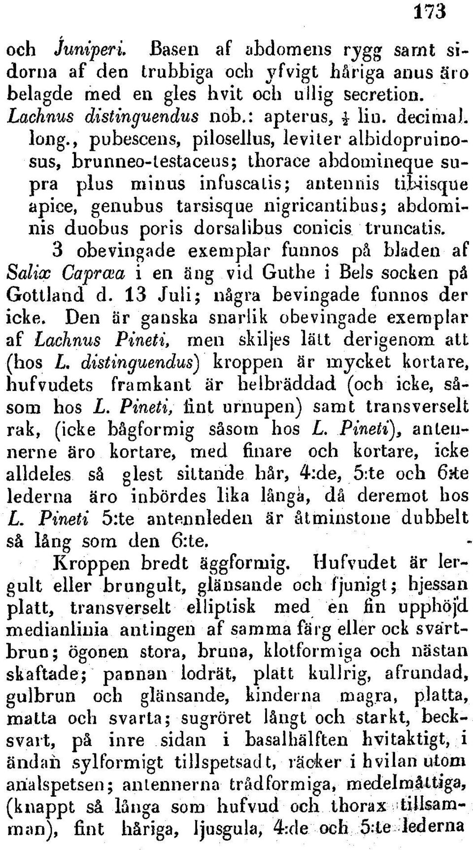 , pubescens, pilosellus, leviter albidopruinosus, brunneo-testaceus; thorace abdomineque, supra plus MnMus infuscalis; amtenuis tij14isque apice, genubus tarsisque nigricantibus; abdominlis duobus