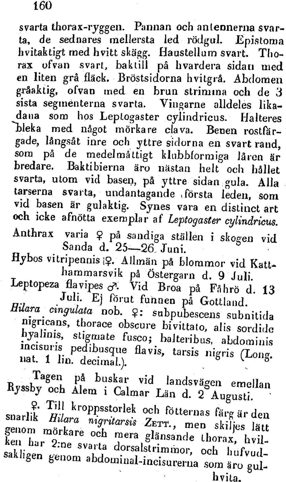 Vintgarne alldeles likada ia som hos Leptogaster cylindricus. Ha Iteres 'bleka med ndgot mdrka re cla va.