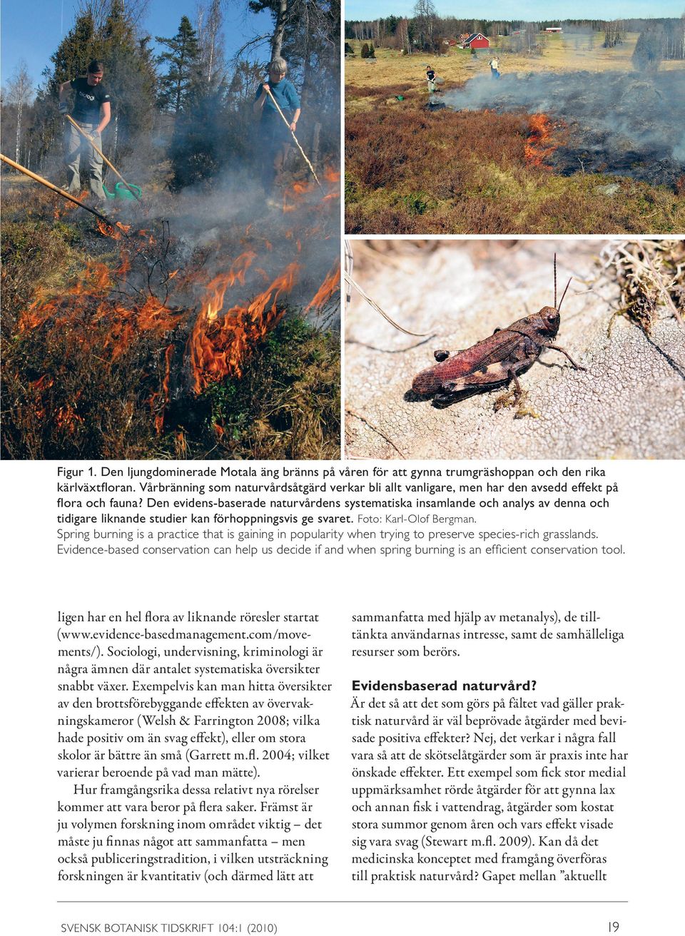Den evidens-baserade naturvårdens systematiska insamlande och analys av denna och tidigare liknande studier kan förhoppningsvis ge svaret. Foto: Karl-Olof Bergman.