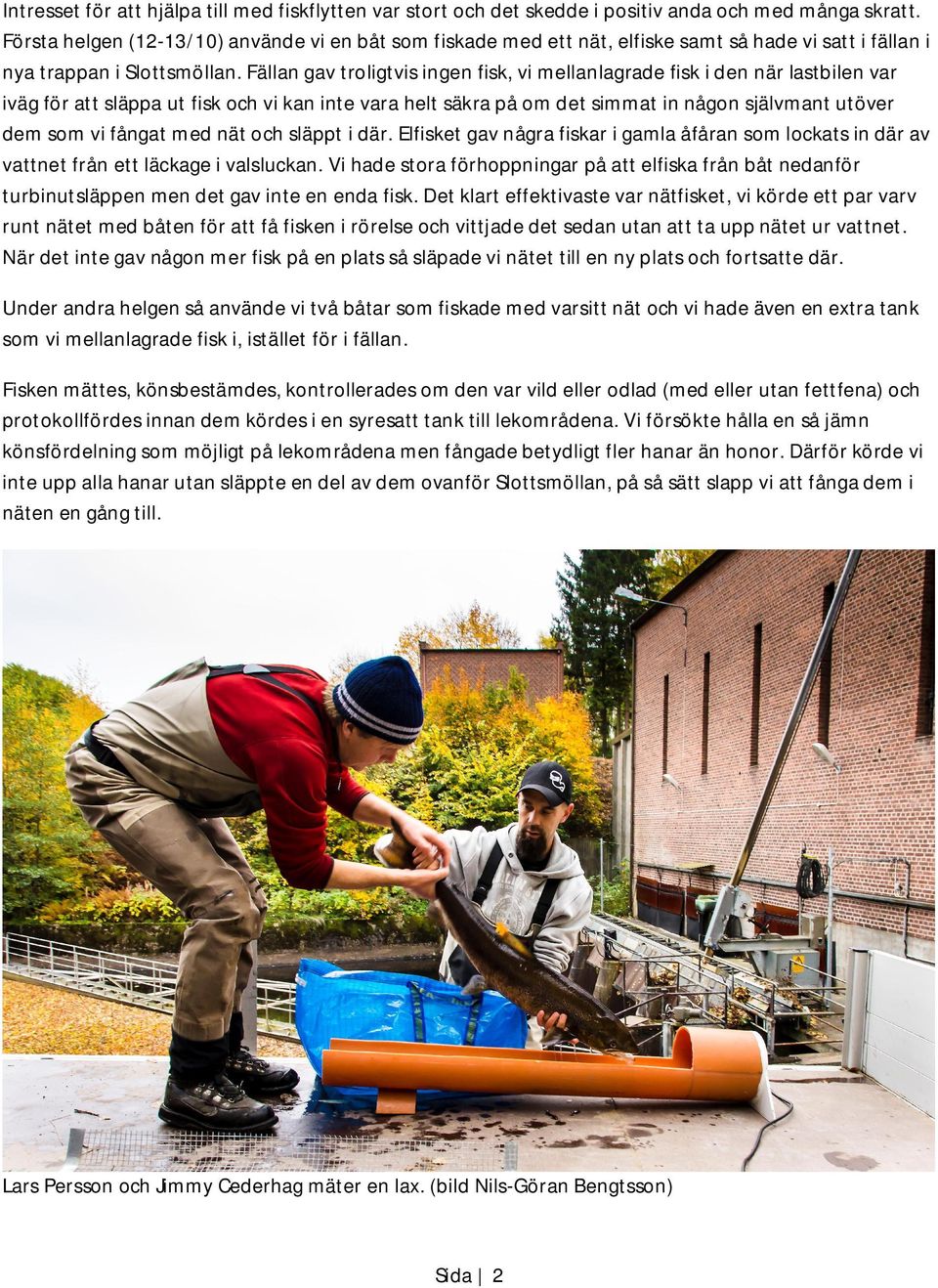 Fällan gav troligtvis ingen fisk, vi mellanlagrade fisk i den när lastbilen var iväg för att släppa ut fisk och vi kan inte vara helt säkra på om det simmat in någon självmant utöver dem som vi