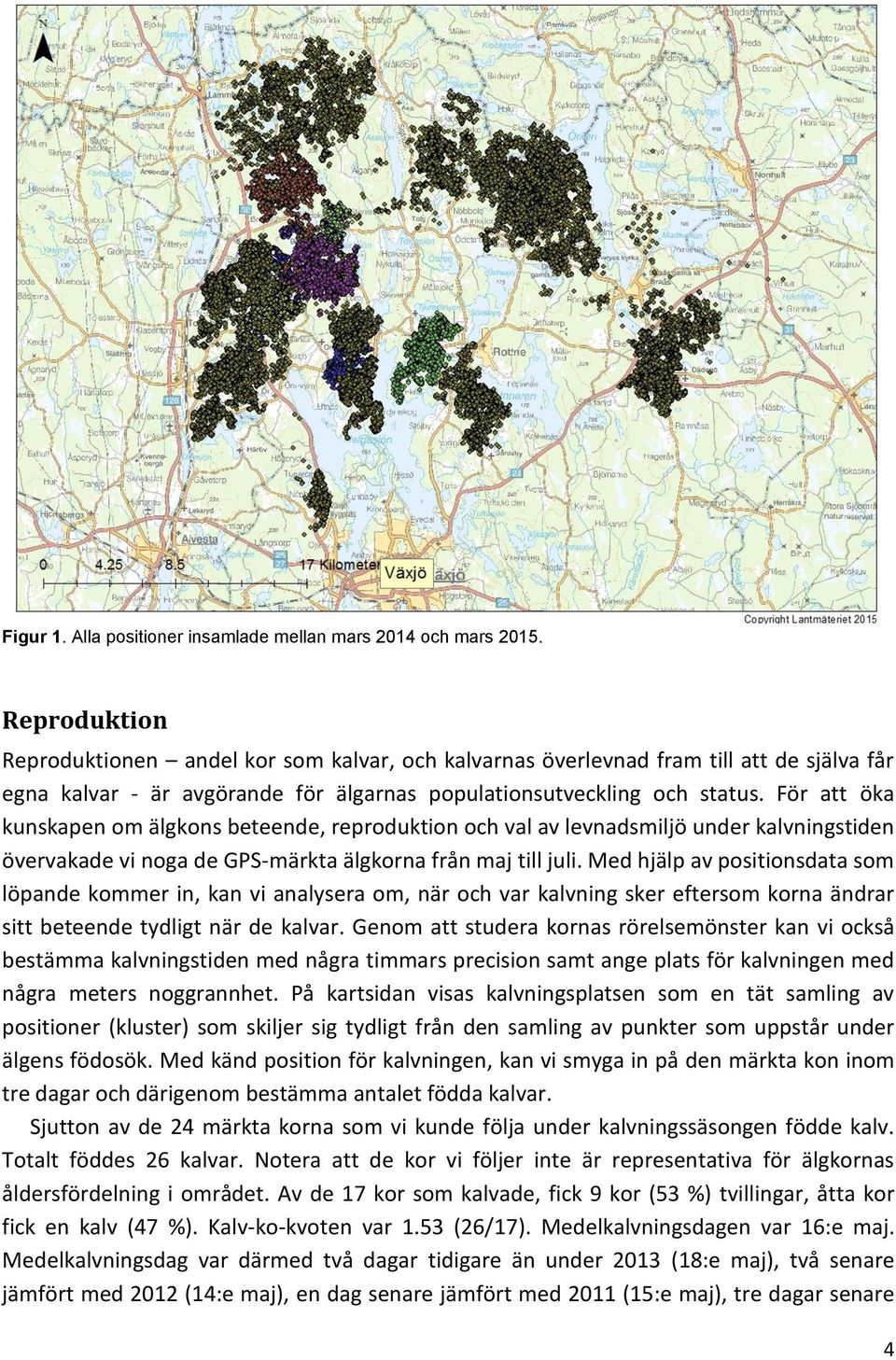 För att öka kunskapen om älgkons beteende, reproduktion och val av levnadsmiljö under kalvningstiden övervakade vi noga de GPS-märkta älgkorna från maj till juli.