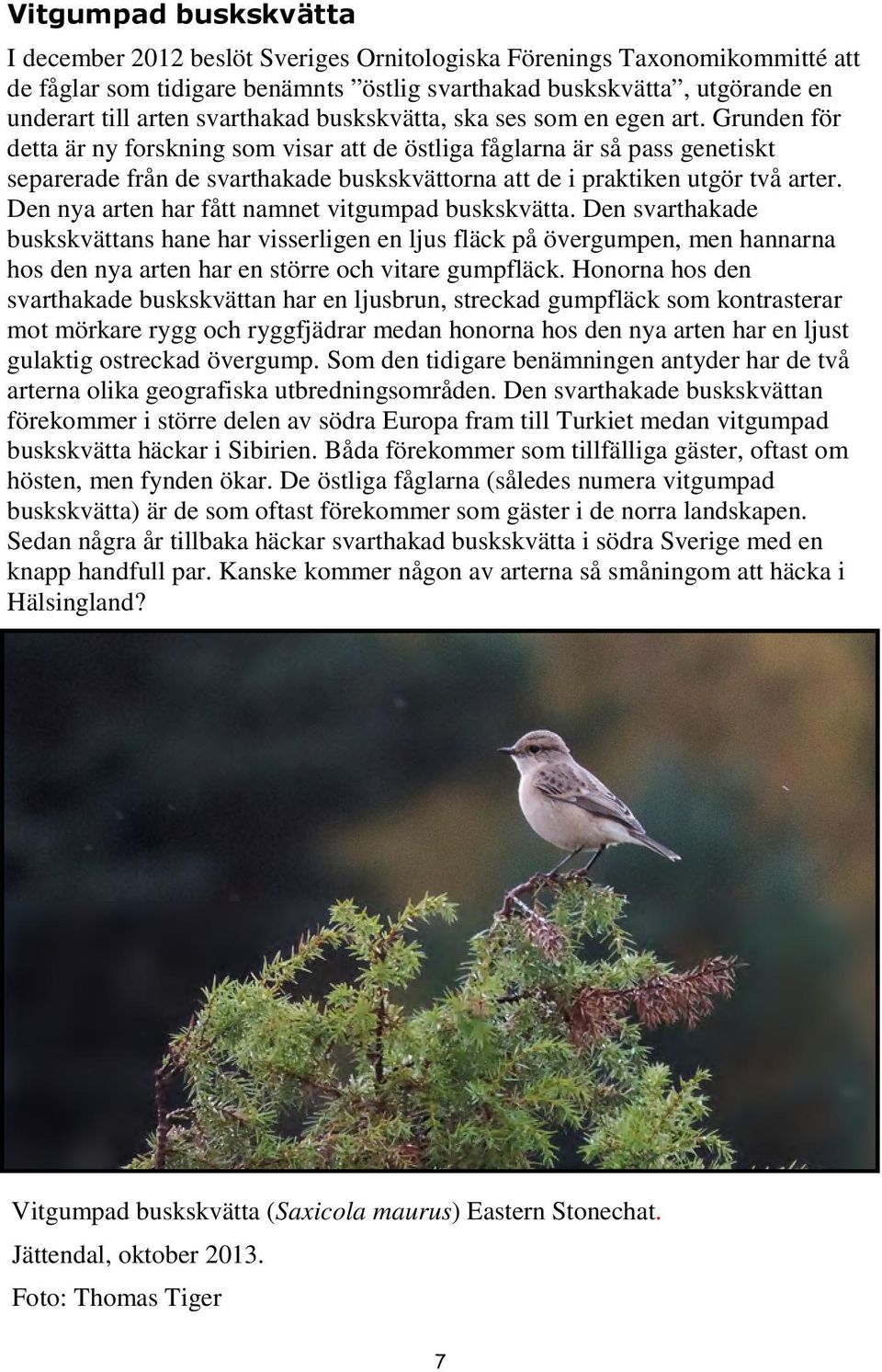 Grunden för detta är ny forskning som visar att de östliga fåglarna är så pass genetiskt separerade från de svarthakade buskskvättorna att de i praktiken utgör två arter.