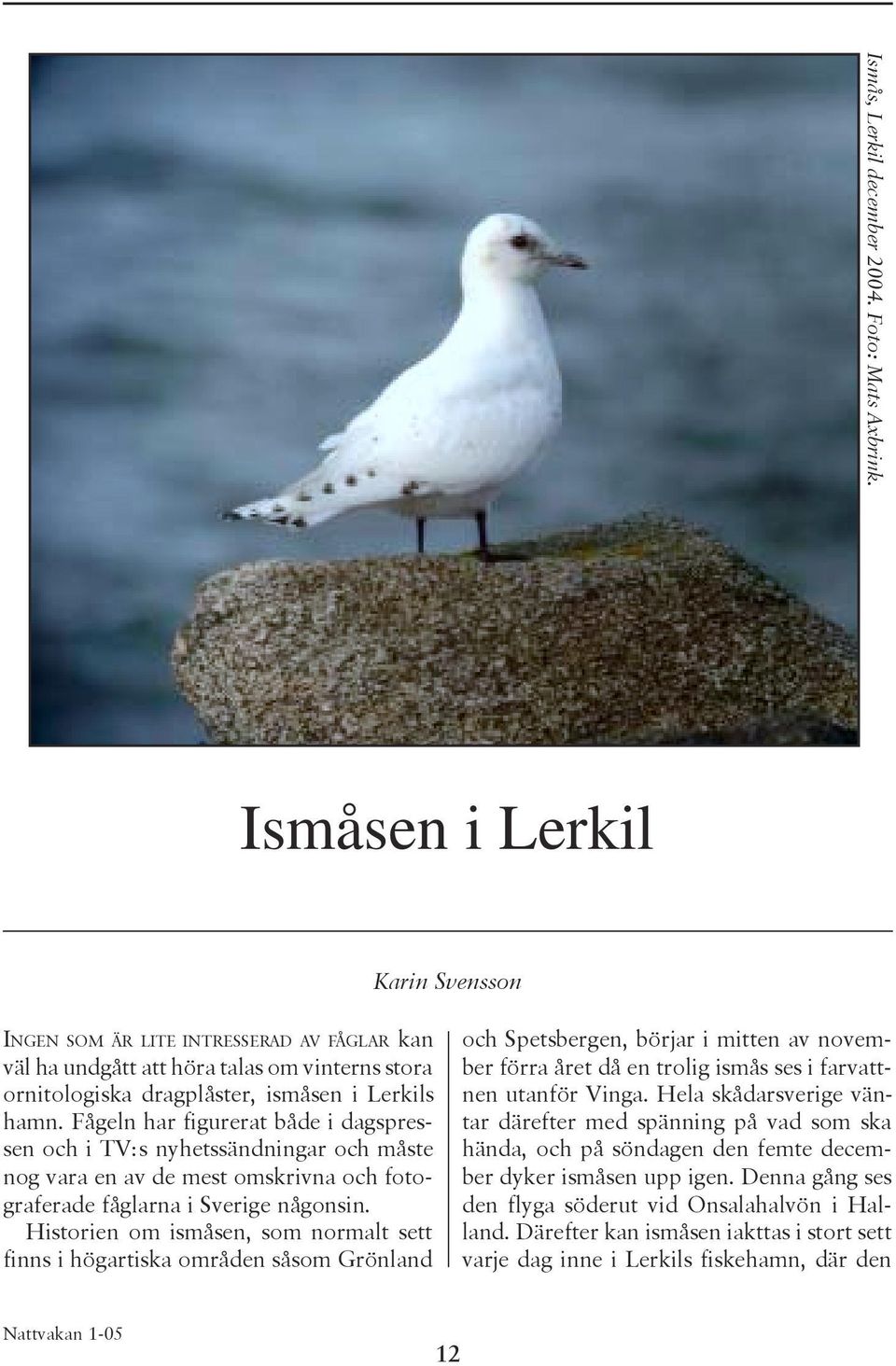 Fågeln har figurerat både i dagspressen och i TV:s nyhetssändningar och måste nog vara en av de mest omskrivna och fotograferade fåglarna i Sverige någonsin.