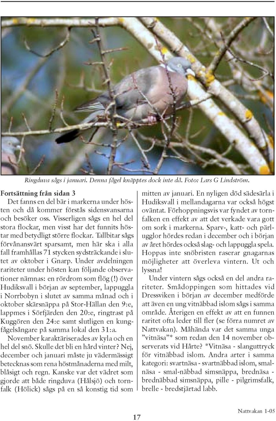 Visserligen sågs en hel del stora flockar, men visst har det funnits höstar med betydligt större flockar.