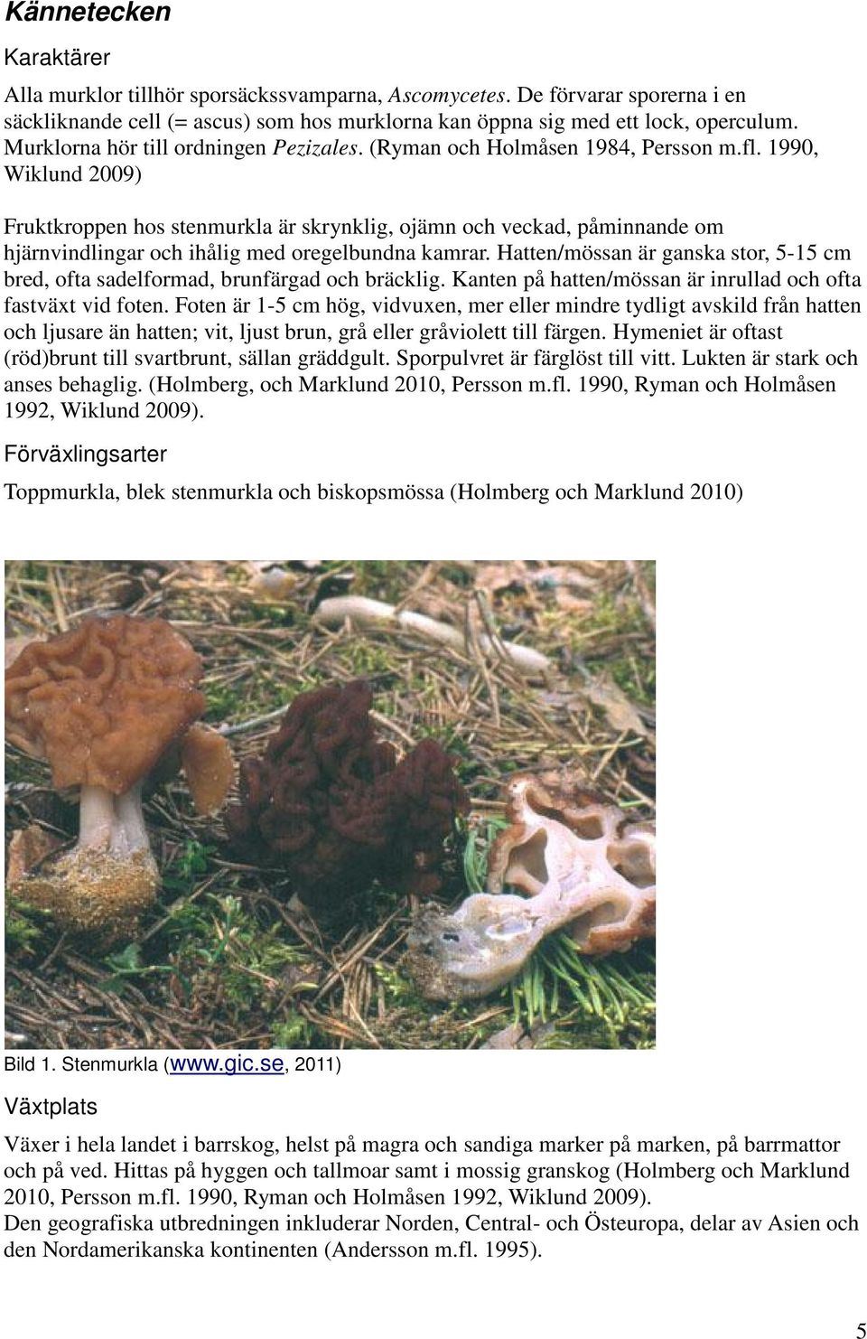 1990, Wiklund 2009) Fruktkroppen hos stenmurkla är skrynklig, ojämn och veckad, påminnande om hjärnvindlingar och ihålig med oregelbundna kamrar.