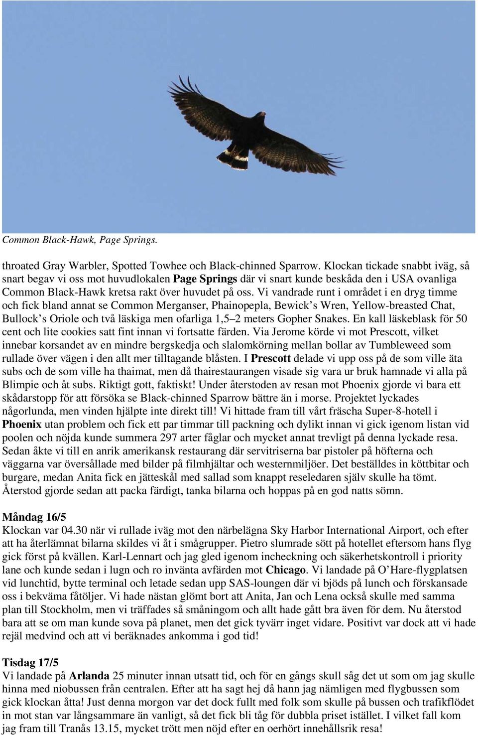Vi vandrade runt i området i en dryg timme och fick bland annat se Common Merganser, Phainopepla, Bewick s Wren, Yellow-breasted Chat, Bullock s Oriole och två läskiga men ofarliga 1,5 2 meters