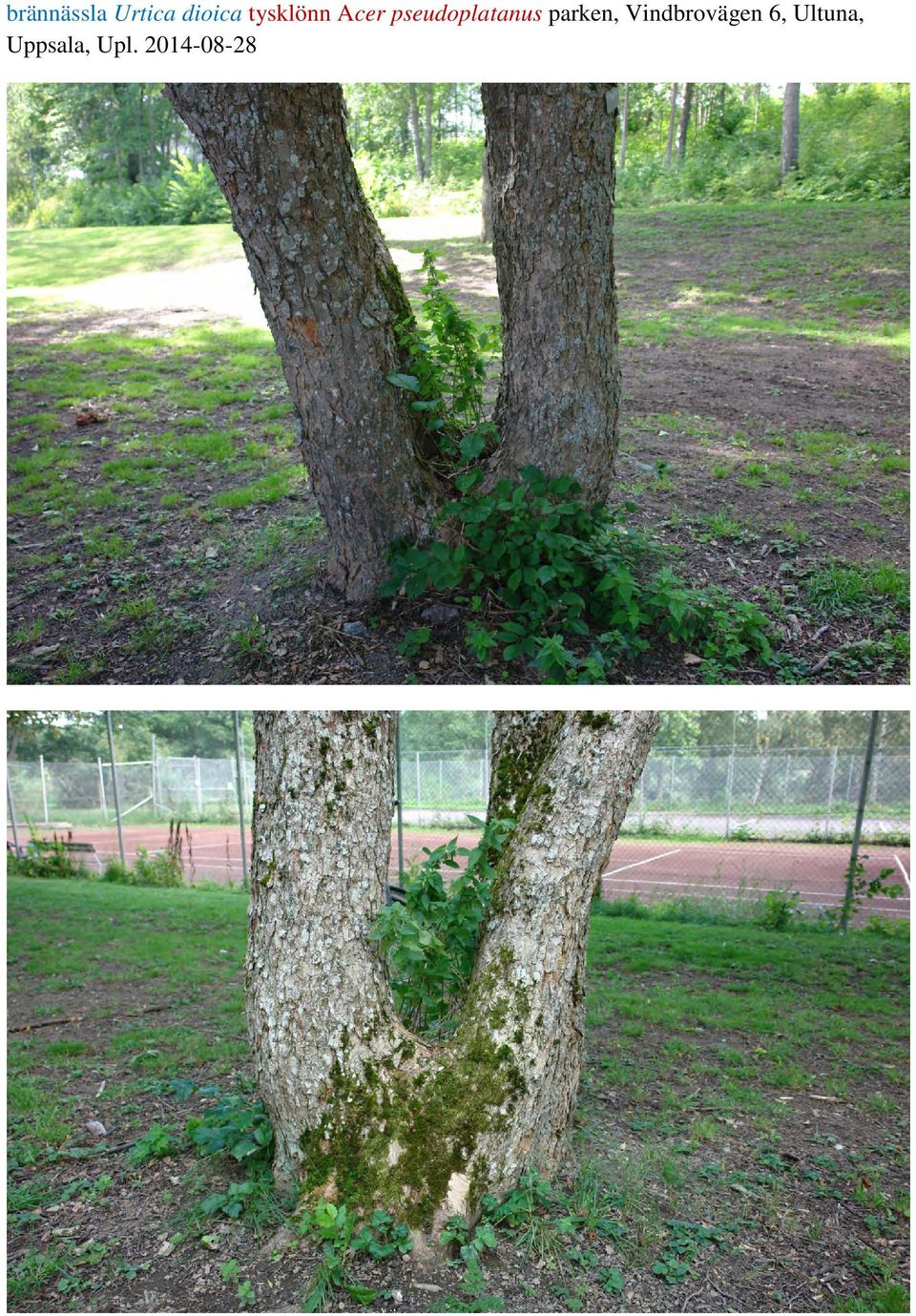 pseudoplatanus parken,