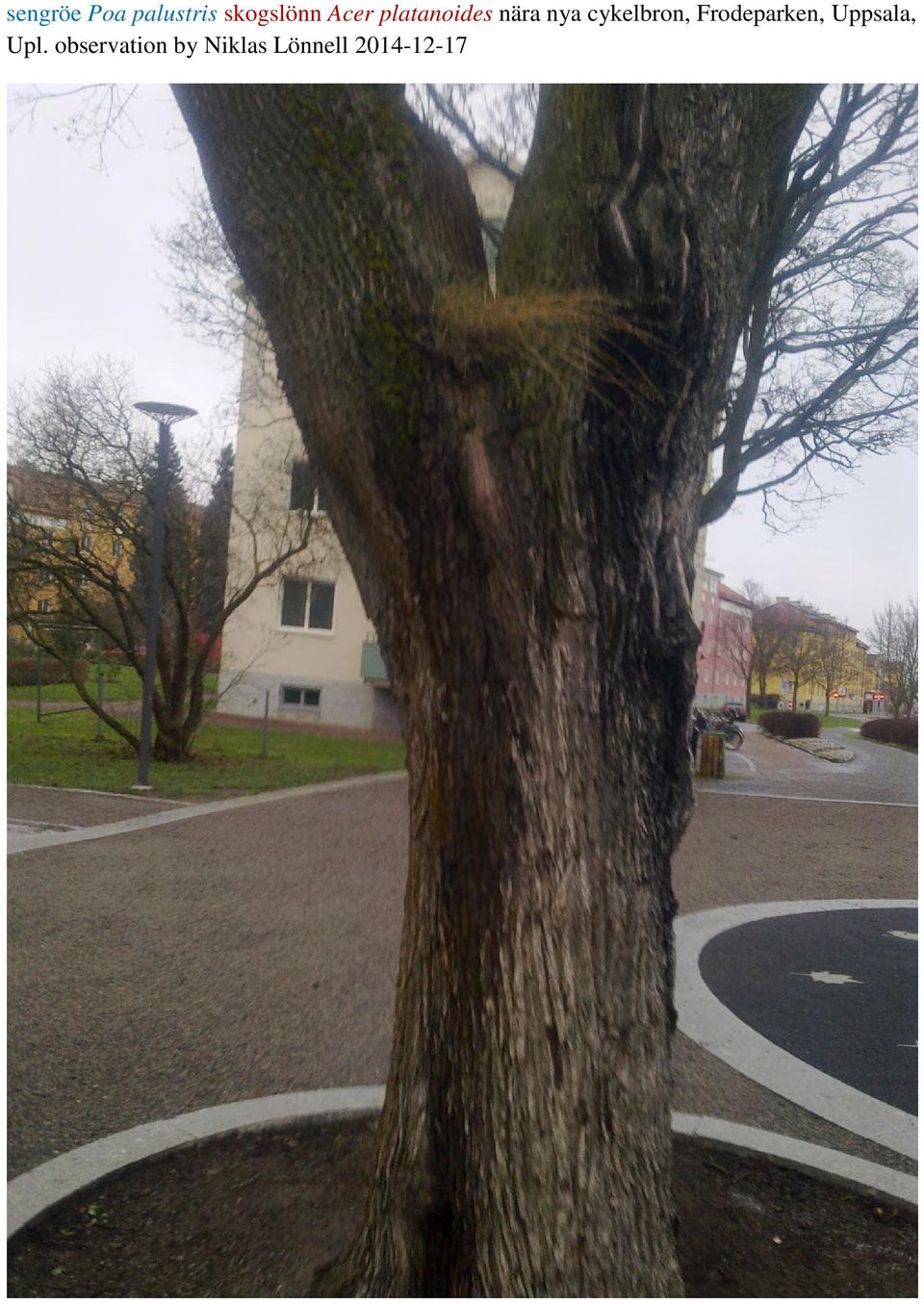 cykelbron, Frodeparken, Uppsala,