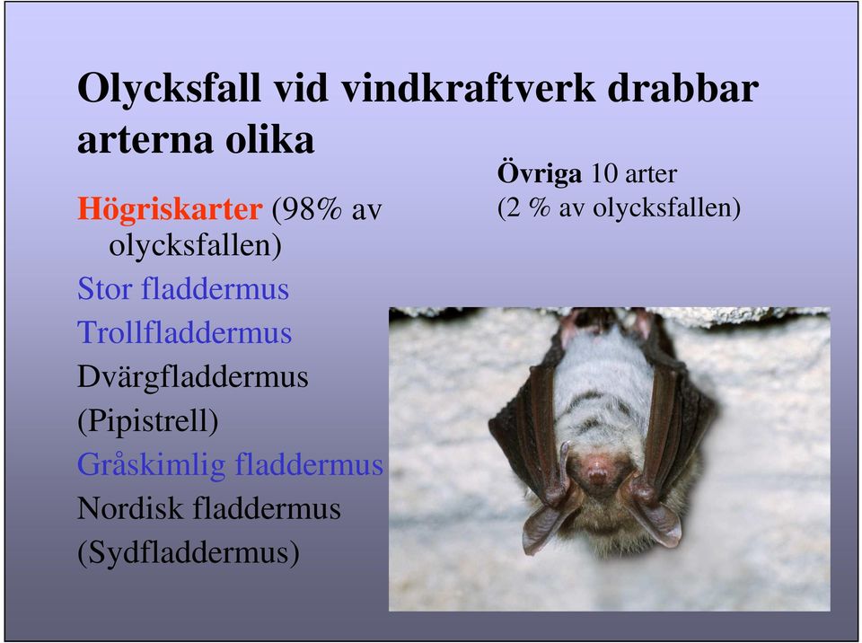 Trollfladdermus Dvärgfladdermus (Pipistrell) Gråskimlig