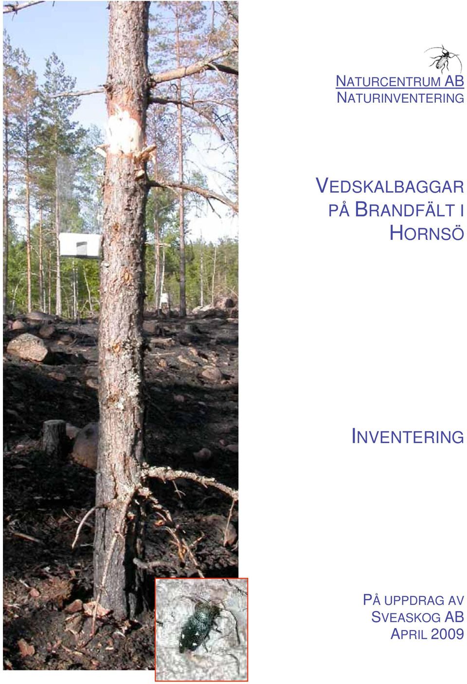 VEDSKALBAGGAR PÅ BRANDFÄLT I