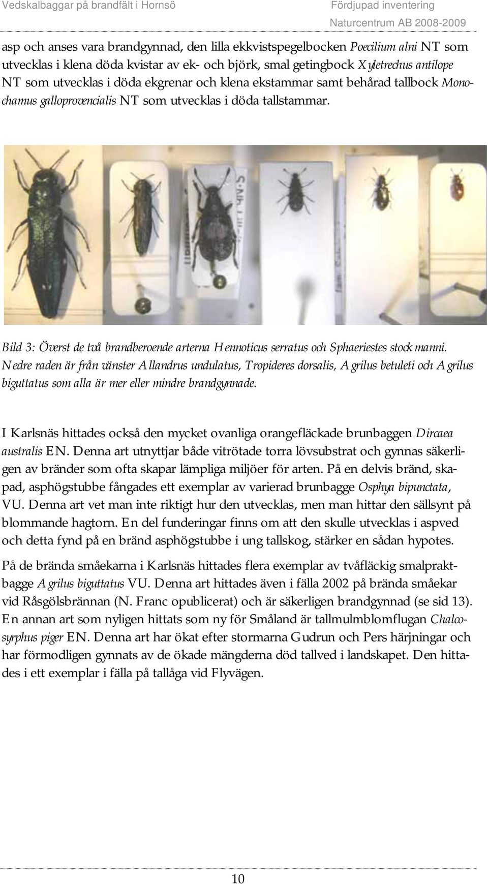 Bild 3: Överst de två brandberoende arterna Hennoticus serratus och Sphaeriestes stockmanni.