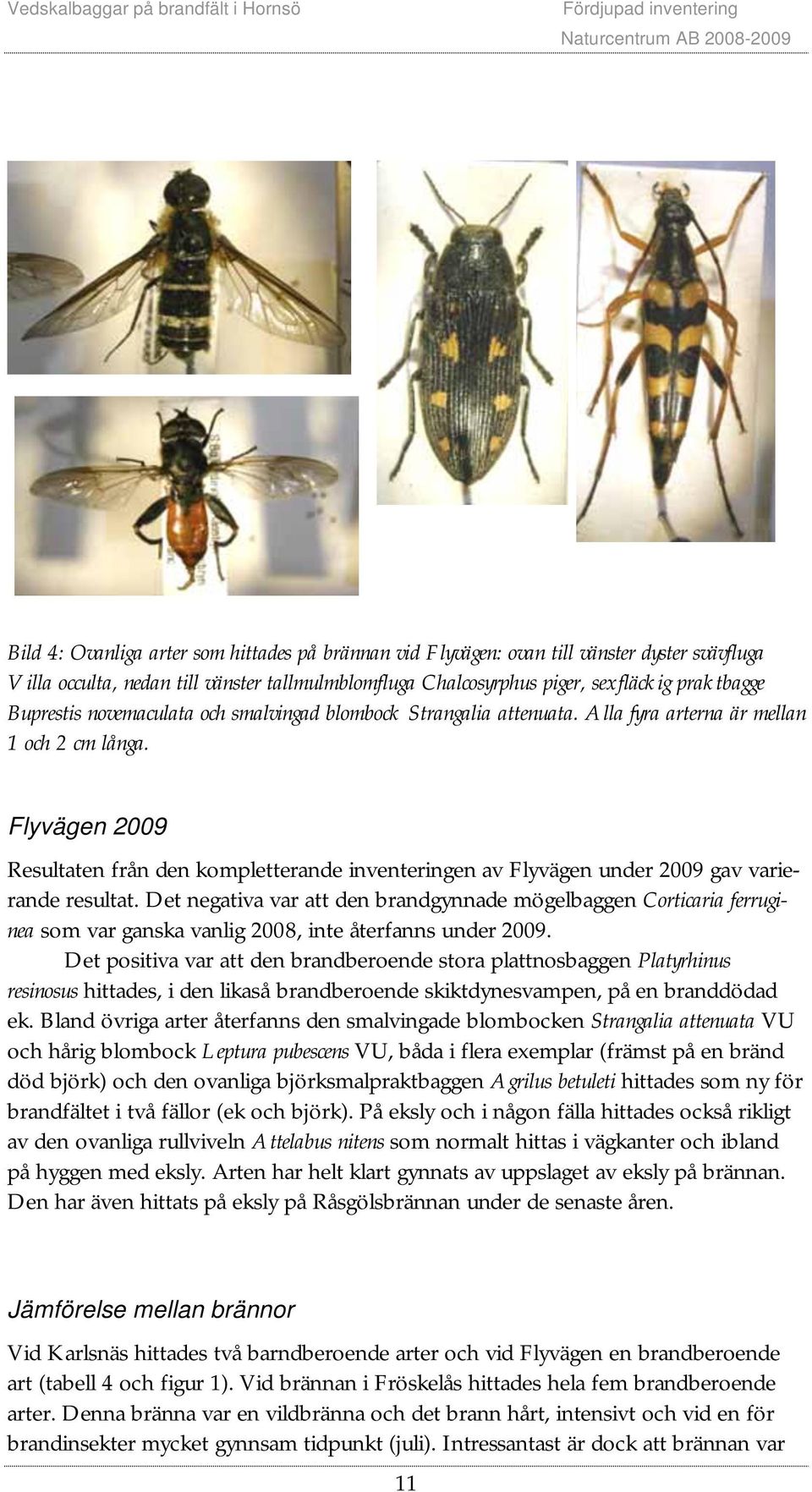 Flyvägen 2009 Resultaten från den kompletterande inventeringen av Flyvägen under 2009 gav varierande resultat.