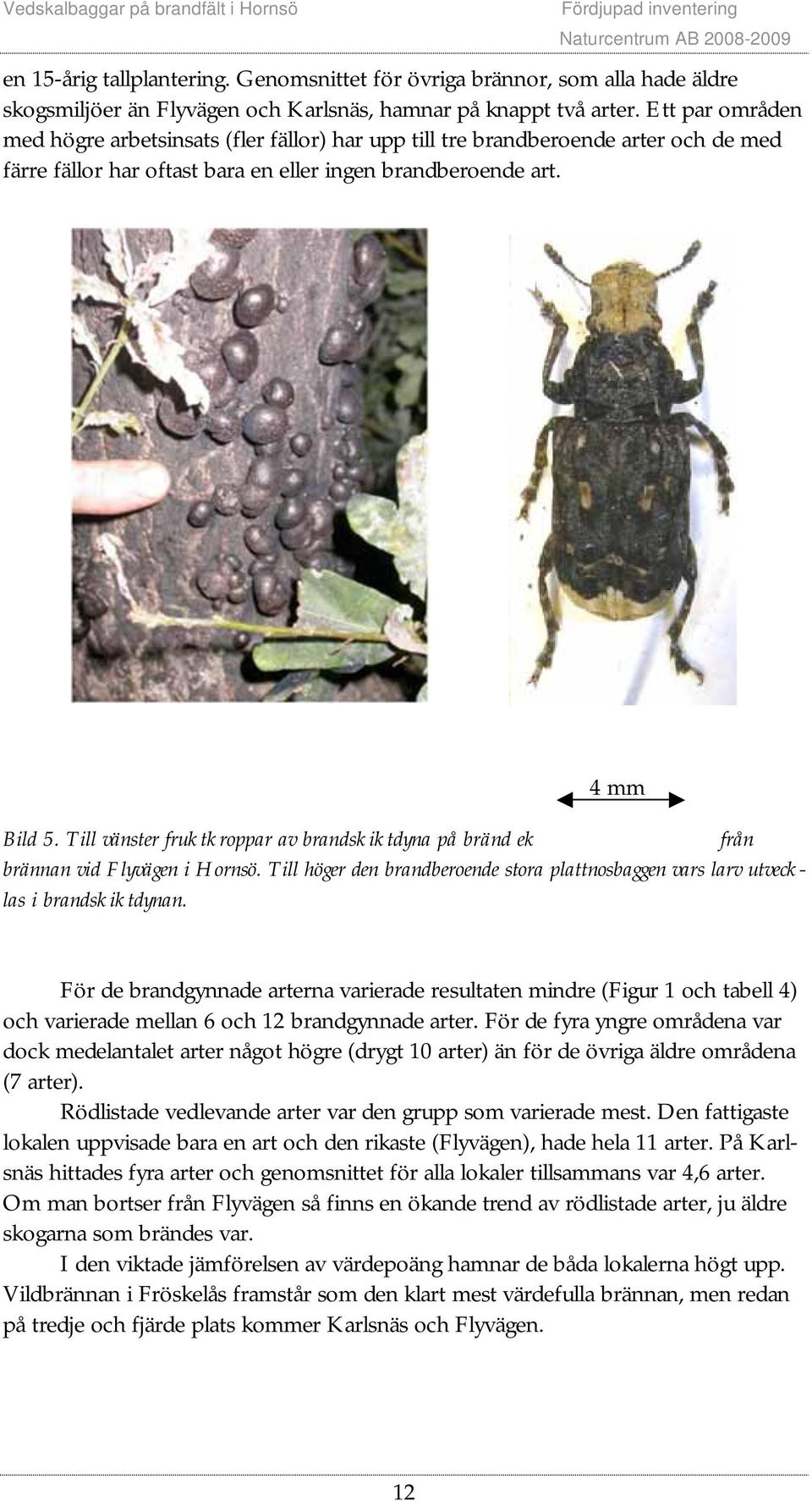 Till vänster fruktkroppar av brandskiktdyna på bränd ek från brännan vid Flyvägen i Hornsö. Till höger den brandberoende stora plattnosbaggen vars larv utvecklas i brandskiktdynan.