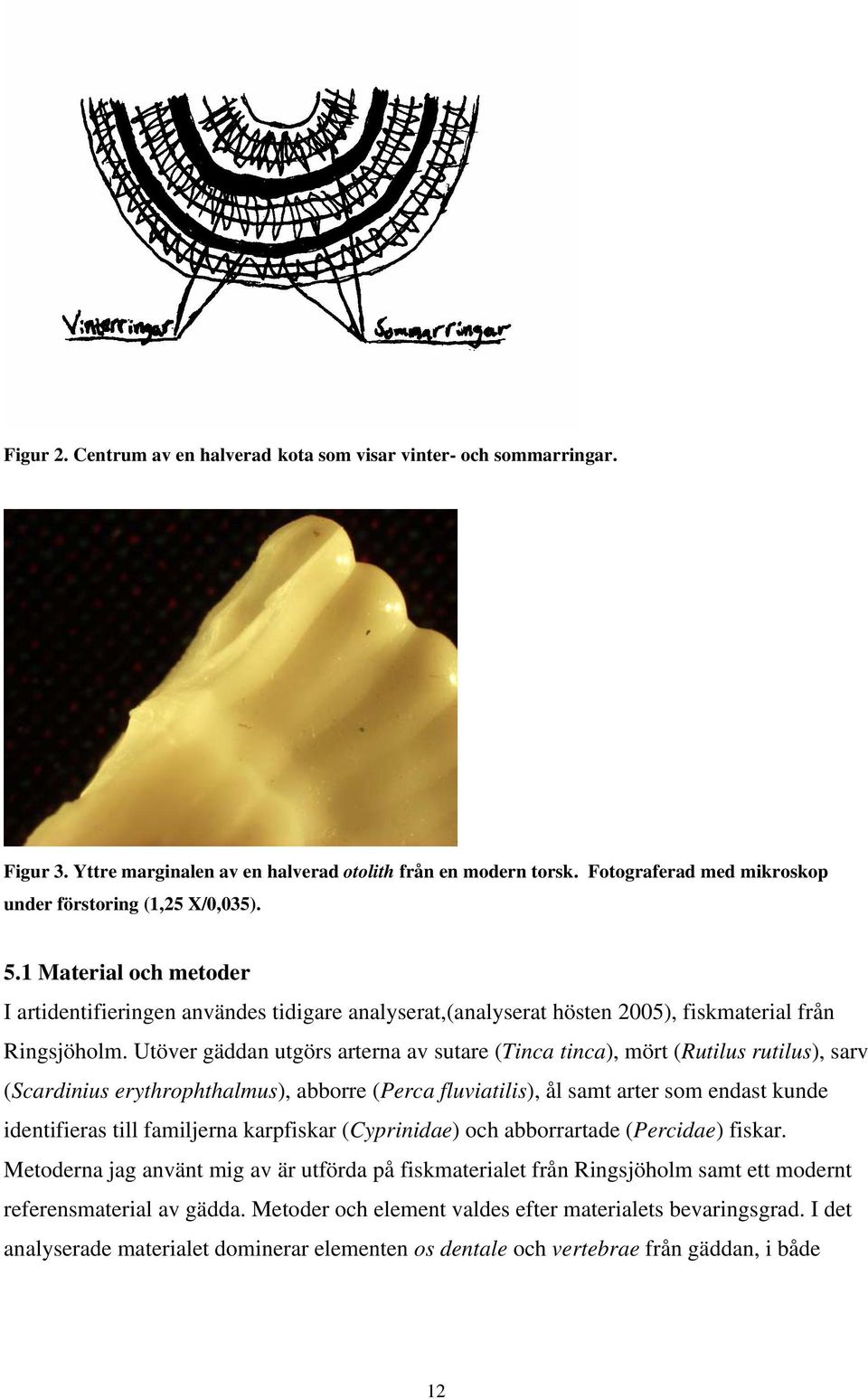Utöver gäddan utgörs arterna av sutare (Tinca tinca), mört (Rutilus rutilus), sarv (Scardinius erythrophthalmus), abborre (Perca fluviatilis), ål samt arter som endast kunde identifieras till