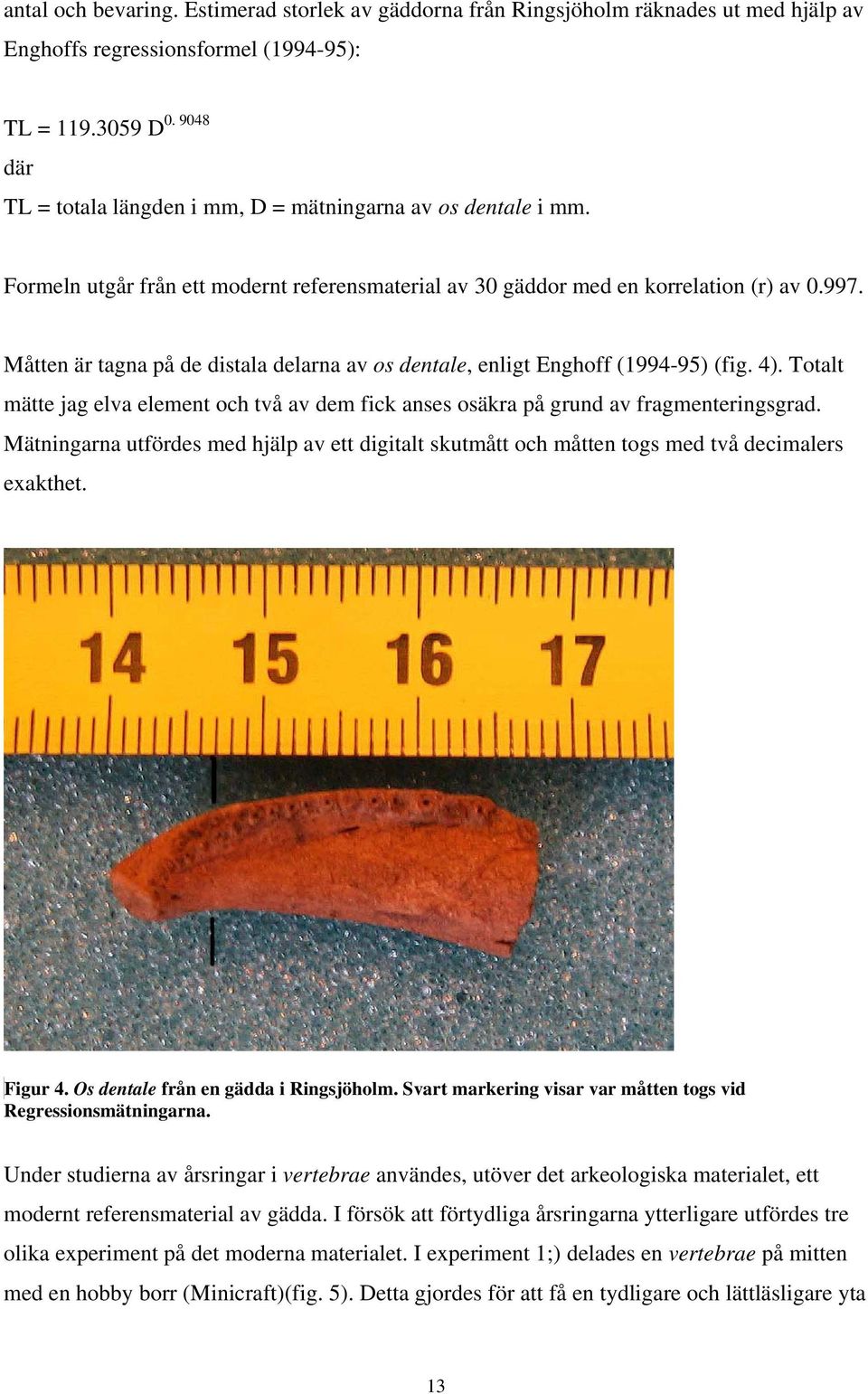 Måtten är tagna på de distala delarna av os dentale, enligt Enghoff (1994-95) (fig. 4). Totalt mätte jag elva element och två av dem fick anses osäkra på grund av fragmenteringsgrad.