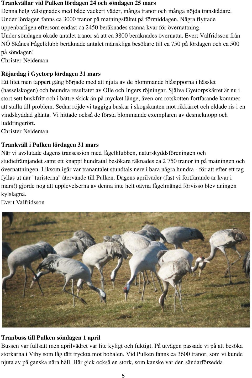 Under söndagen ökade antalet tranor så att ca 3800 beräknades övernatta.