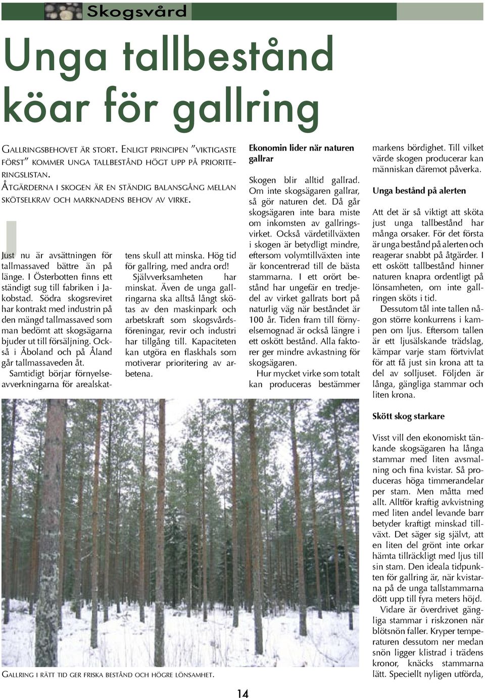 I Österbotten finns ett ständigt sug till fabriken i Jakobstad. Södra skogsreviret har kontrakt med industrin på den mängd tallmassaved som man bedömt att skogsägarna bjuder ut till försäljning.