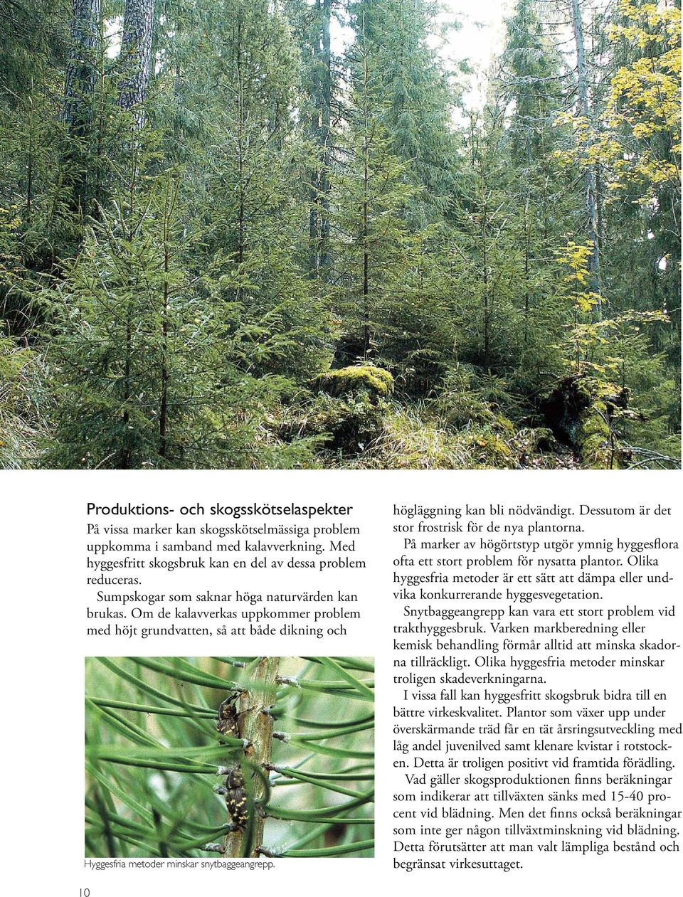 högläggning kan bli nödvändigt. Dessutom är det stor frostrisk för de nya plantorna. På marker av högörtstyp utgör ymnig hyggesflora ofta ett stort problem för nysatta plantor.