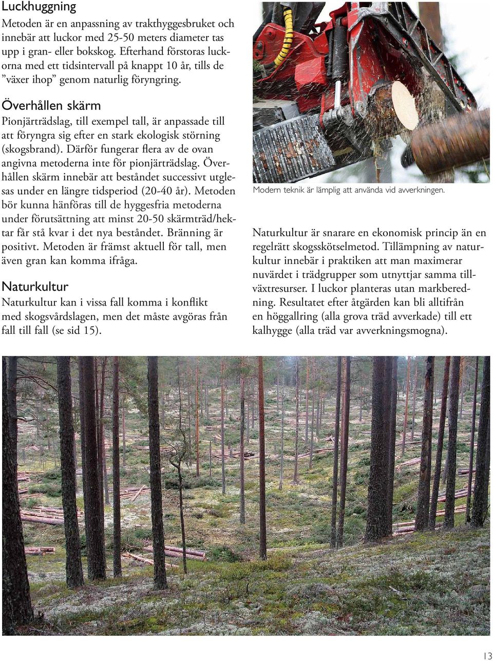 Överhållen skärm Pionjärträdslag, till exempel tall, är anpassade till att föryngra sig efter en stark ekologisk störning (skogsbrand).