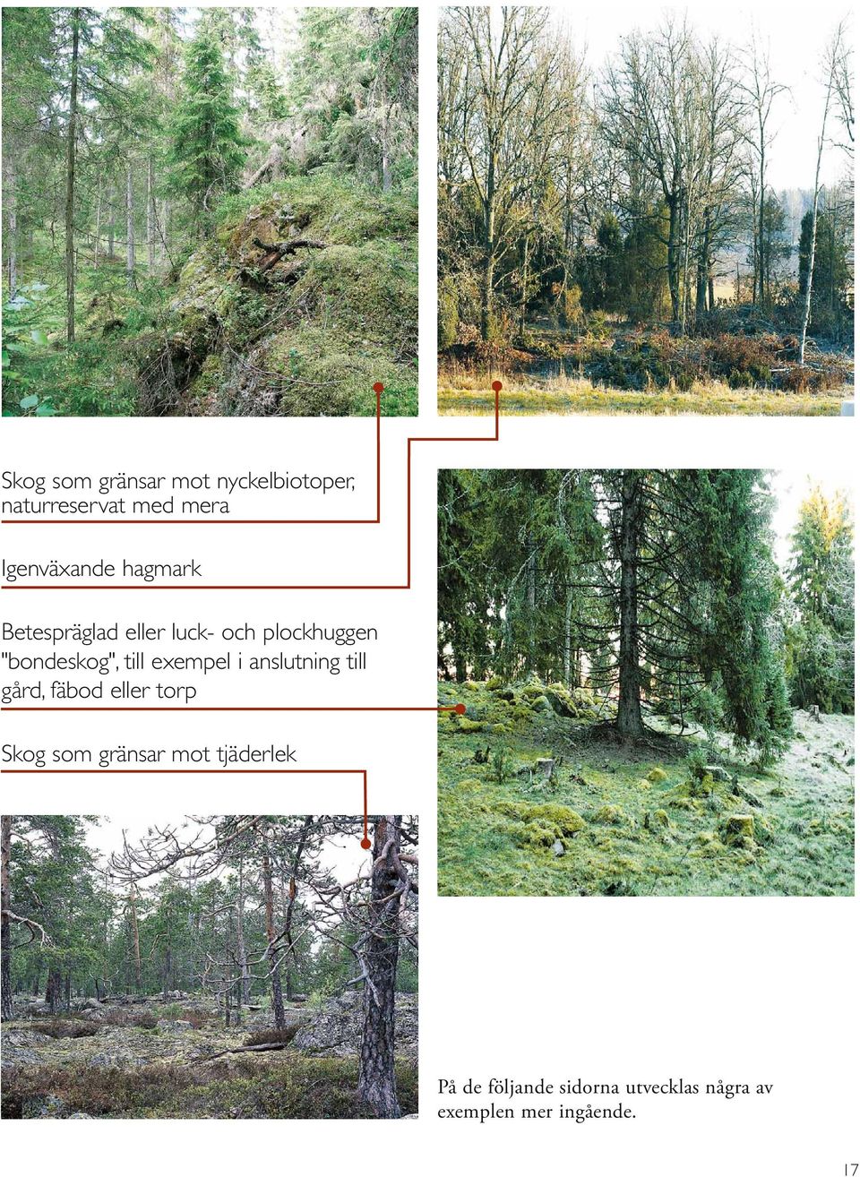 exempel i anslutning till gård, fäbod eller torp Skog som gränsar mot