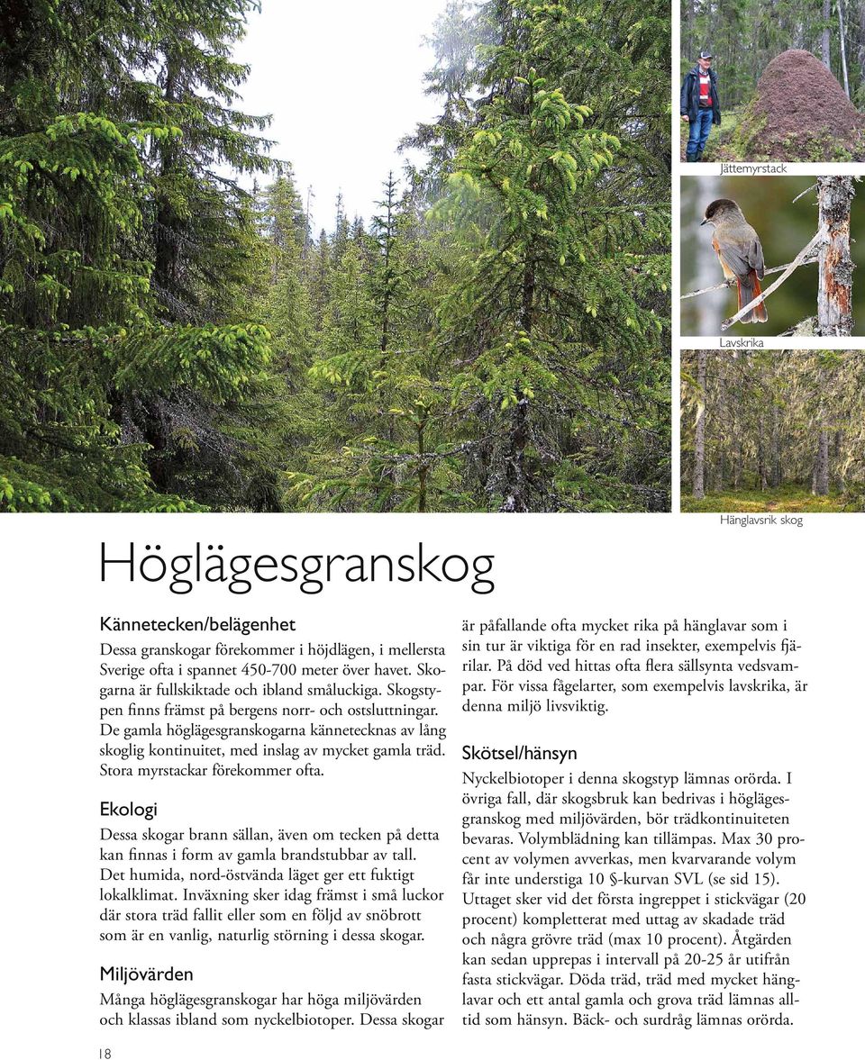 De gamla höglägesgranskogarna kännetecknas av lång skoglig kontinuitet, med inslag av mycket gamla träd. Stora myrstackar förekommer ofta.