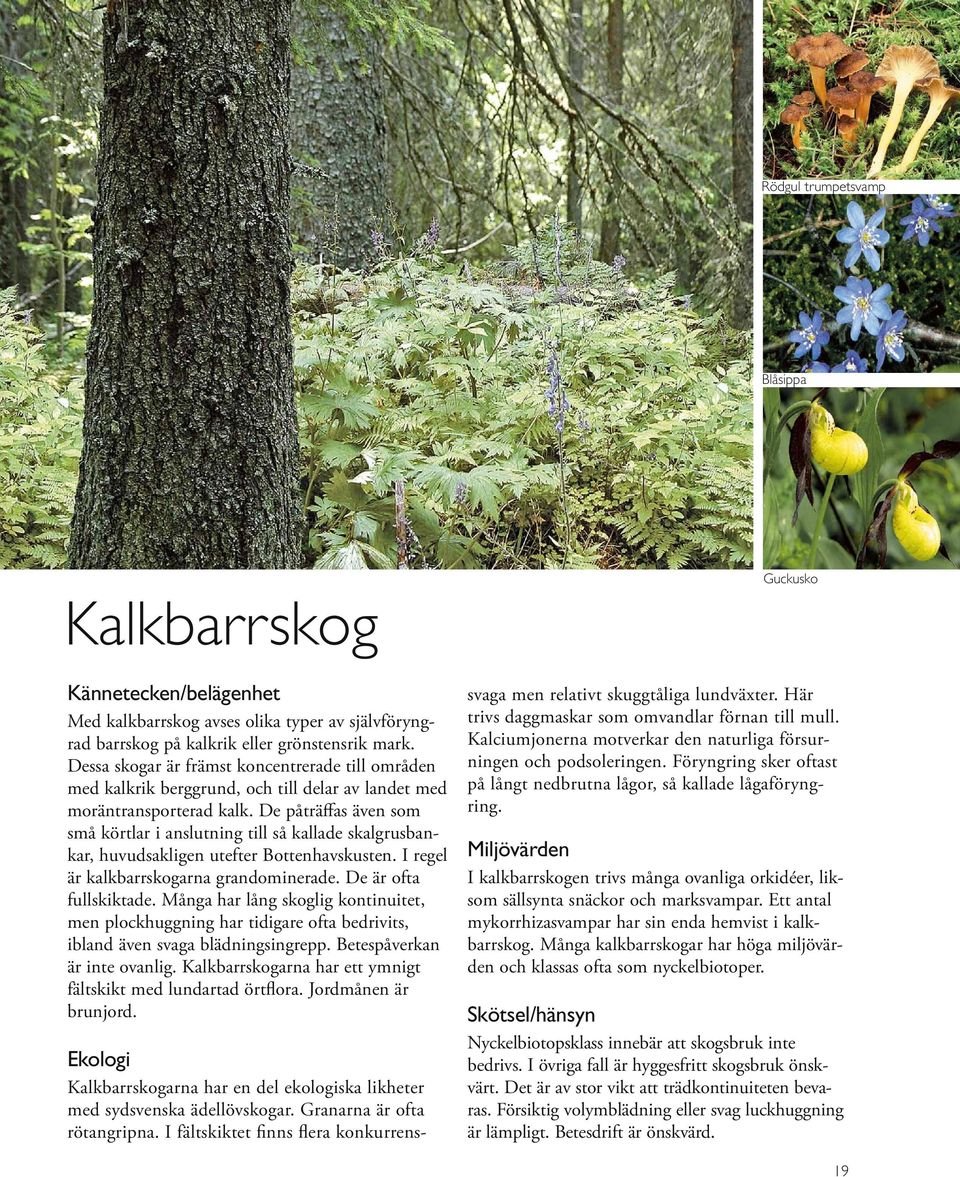 De påträffas även som små körtlar i anslutning till så kallade skalgrusbankar, huvudsakligen utefter Bottenhavskusten. I regel är kalkbarrskogarna grandominerade. De är ofta fullskiktade.