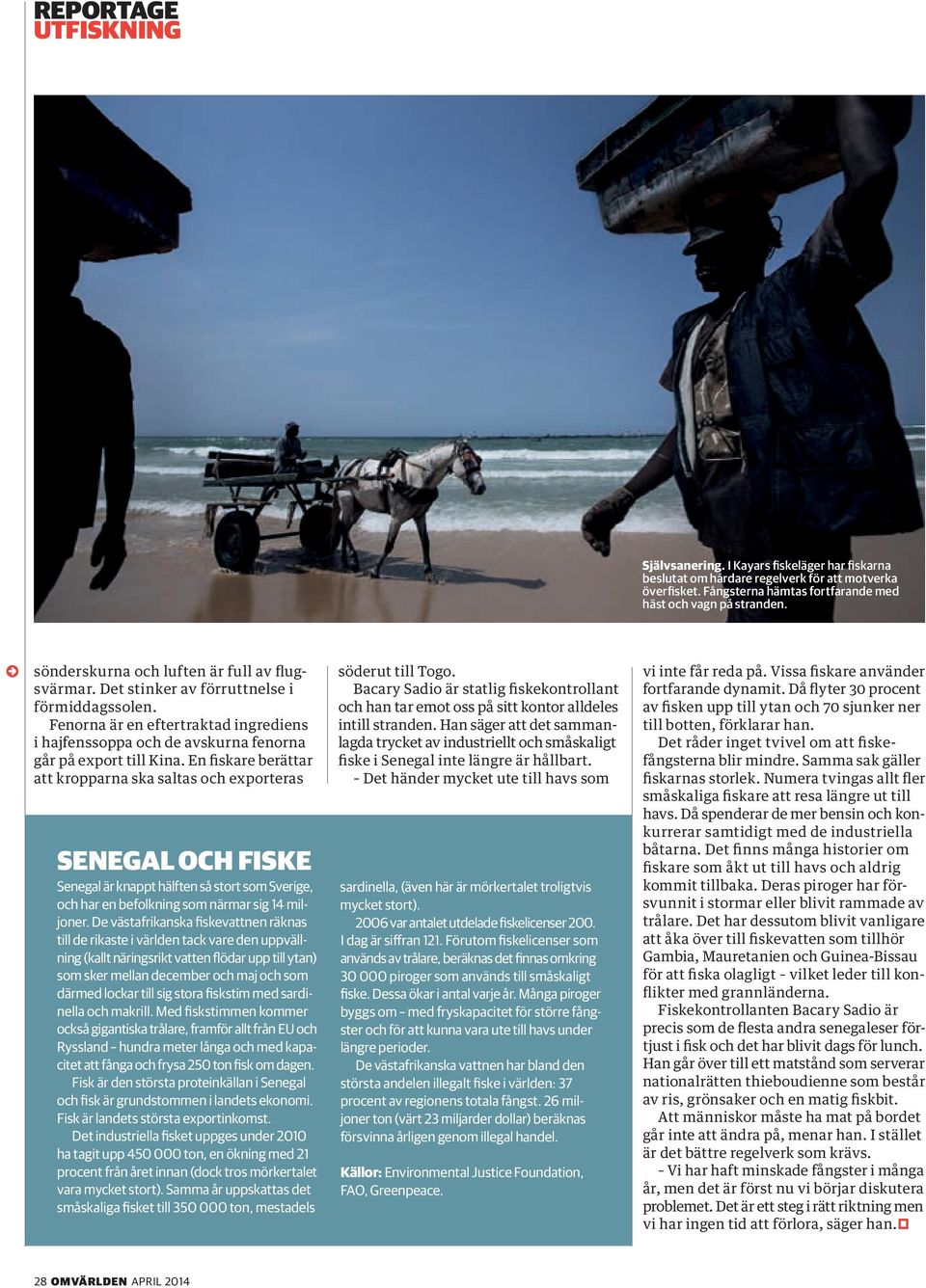 En fiskare berättar att kropparna ska saltas och exporteras SENEGAL OCH FISKE Senegal är knappt hälften så stort som Sverige, och har en befolkning som närmar sig 14 miljoner.